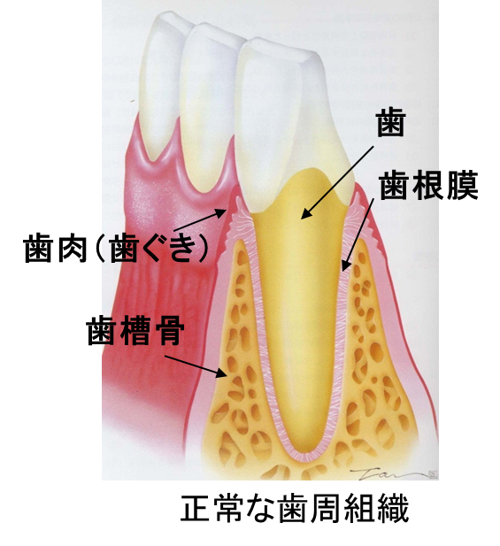正常な歯周組織